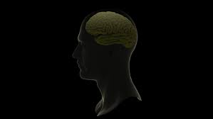 This interactive brain model is powered by the wellcome trust and developed by matt wimsatt and jack simpson; Brain Function Animation Of The Stock Footage Video 100 Royalty Free 1042344202 Shutterstock