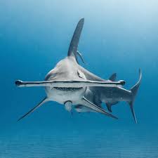 Collin}, journal={brain, behavior and evolution}. Hammer Time This Is A Great Hammerhead Shark Along With Tiger Sharks These Are The Biggest Species Of Tropical Hammerhead Shark Shark Pictures Shark Photos
