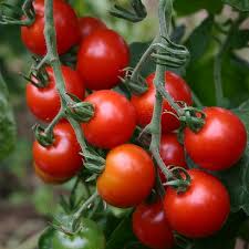 Maybe you would like to learn more about one of these? Cherry Tomato Zuckertraube Solanum Lycopersicum De Bolster Organic Seeds