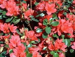 Passionate About Your Yard Add Red In The Landscape Azalea Shrub Garden Shrubs Azaleas Care