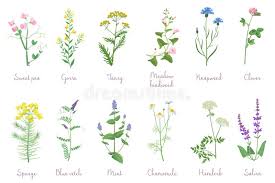 In this world, there are so many types of flowers. Flowers Names Stock Illustrations 382 Flowers Names Stock Illustrations Vectors Clipart Dreamstime