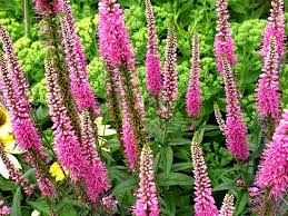 Sicher finden sie einen platz für die robuste, langlebige staude, denn sie besitzt die gabe, schnecken aus ihrer umgebung zu vertreiben. Ahren Ehrenpreis Veronica Spicata Rosa Saatgut Und Pflanzen