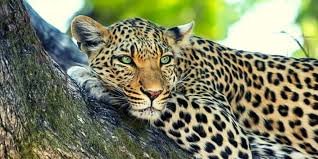 They have long bodies and a long furry tail. The Little Five Animals Of Africa What Exactly Are They