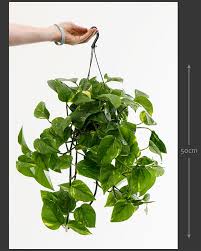 Epipremnum Aureum Scindapsus Aureus Devils Ivy Low Maintenance Indoor Plants Indoor Plants Small Indoor Plants