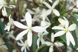 Bloom in early summer, first on old wood, then on new wood, and can be pruned after flowering. Clematis Armandii Landscape Plants Oregon State University