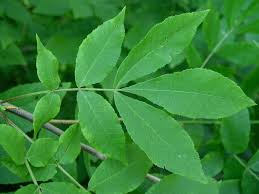 Image result for Carya