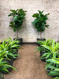 Can you rent plants for a wedding. Event Rentals Interiorscapes