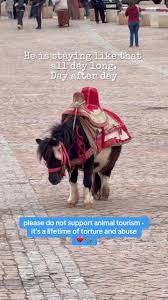 Stop Supporting Animal Tourism: Choose Kindness | TikTok