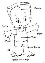 Resultado de imagen para cuerpo humano