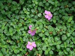 Image result for Dissotis alata