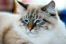 Healthiest Cat Breeds | | PetMD