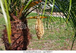Check spelling or type a new query. Palm Tree Flower Palm Tree Inflorescence Flower Seed In Pod Canstock