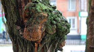 Самый точный прогноз погоды для локации никополь дается на срок от 1 до 7 суток. Pogoda Na Nedelyu V Nikopole Budet Peremennaya Oblachnost I Ozhidaetsya Sneg S Dozhdem Informator Nikopol