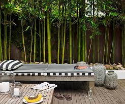 Planting & growing 10 fast growing plants for privacy these 10 fast growing plants from bunnings warehouse will make you help decide which. Creating Outdoor Privacy With Screening Plants And Hedges First For Women