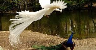 Image result for albino peacock