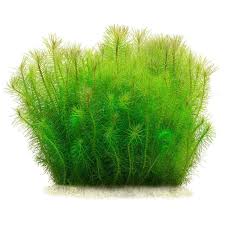 Image result for Pogostemon aquaticus