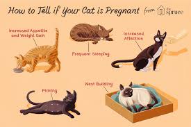 How long are cats pregnant? How Can I Tell If My Cat Is Pregnant