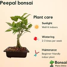 Buy Peepal Tree Bonsai Bonsai Plants Online