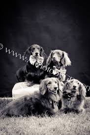 Brisbane Dachshund Group Snagalicious Winter Event Photo By A Photo By Gd Dachshund Love Love Pet Weiner Dog