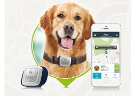 Kaybolan Hayvaninizi Bulun Kedi Ve Kopekler Icin Gps Tasma Technotoday Teknoloji Haberleri