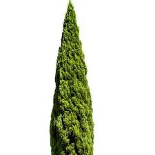 Image result for Cupressus sempervirens