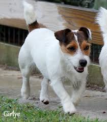 Black And White Jack Russell Terrier Puppy English Short Leg Jack Russell Terrier Puppies For Sale Aka Shortiejacks Jack Russell Terrier Puppies Terrier Puppies Jack Russell Terrier