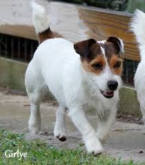 Russell terrier info, puddin jack russell, english jack russells for sale, short legged jack. English Short Leg Jack Russell Terrier Puppies For Sale Aka Shortiejacks Jack Russell Terrier Puppies Jack Russell Terrier Terrier Puppies