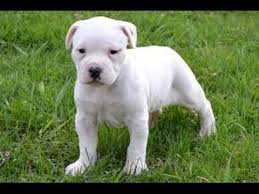 We want you to be happy with your new companion. American Bulldog Puppies Dogs For Sale In Gulfport Mississippi Ms 19breeders Biloxi Youtube
