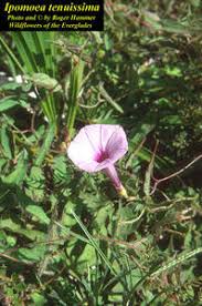 Image result for Ipomoea tenuirostris