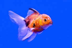 There could be black patches of skin around the nose. Why Is My Goldfish Turning Black Causes And Cure Fish Tank Master