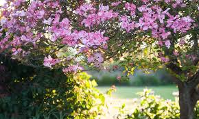 Botanic garden frame pink dogwood cornus florida. Cornus Florida Rubra Flowering Dogwood Shrub Garden Plants Online
