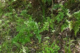 Image result for Cheilanthes quadripinnata