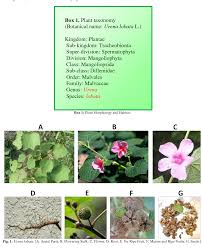 Image result for Urena lobata