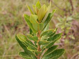 Image result for Peraceae