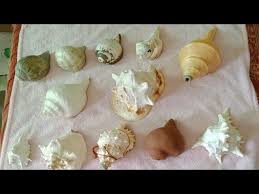 How Many Times Shankh Should Be Blown Latest News, Photos, Videos On How  Many Times Shankh Should Be Blown - News Nation