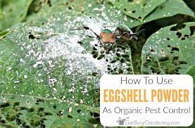They can make your plants ill and can also kill them. Using Eggshells As Organic Pest Control Get Busy Gardening