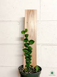 Rhaphidophora Hayi Unique Plants Plants Cool Plants