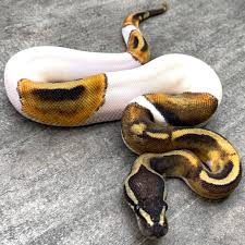 ボールパイソン専門店 DEU Reptiles