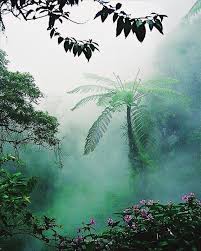 Morning View Goals Lifegoals Image From Pinterest Plantlove Jungle Jungledream Dreamy Botanicallife Herbalife Nature Beautiful Nature Rainforest