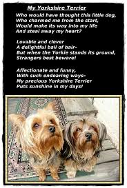 Yorkie Poem Yorkshire Terrier Yorkie Lovers Yorkshire Terrier Teacup