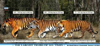 Panthera Tigris Soloensis Largest Tiger Feline Of All Time Panthera Tigris Panthera Tiger