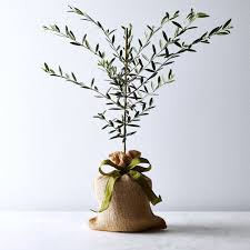 A tree nursery with quality bare root trees, tree saplings and tree seedlings for sale. 9 Best Indoor Fruit Trees Citrus Lemons Olives And More Kitchn