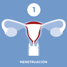 Asi Ocurre La Ovulacion En Ciclo Menstrual Ovulacion Ciclomenstrual Menstrualcycle Luthea Ciclo Menstrual Tratamiento De Fertilidad Consejos Para La Salud
