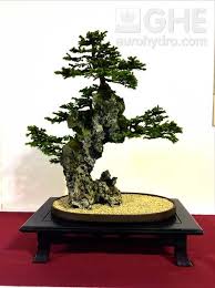 Picea Abies (Rock Planting)