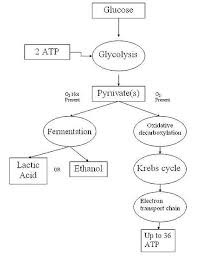 Cellular Respiration Flow Chart Steps Google Search Cell