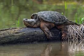 We did not find results for: Snapping Turtle Breed Information And Care Guide Everything Reptiles