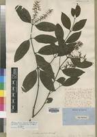 Image result for Helixanthera