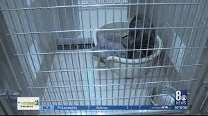 Are you looking for a best friend? Pet Project Free Adoption Special At Animal Shelters Rescues Across Nevada June 14 15