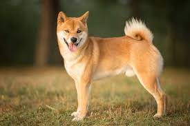 In the last 24 hours shib price is up 2.02 %. How Much Does A Shiba Inu Cost Complete Buyer S Guide Perfect Dog Breeds