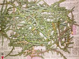 Image result for Halosarcia indica